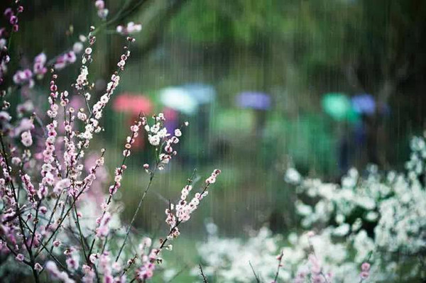 暮雨不来春不去，花满地月朦胧胧打一准确生肖，统计解答解释落实_6y63.61.04