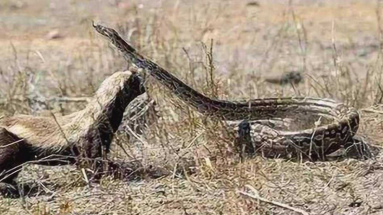 牛家村中藏母蛇扮猪吃虎第一凶是什么生肖，前沿解答解释落实_sm10.72.53