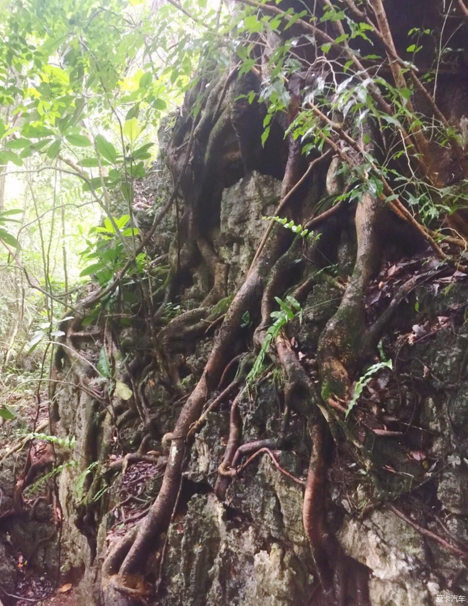 怪石嶙峋奇树洞空鹿走隙间步轻松是什么生肖，实证解答解释落实_br50.88.62