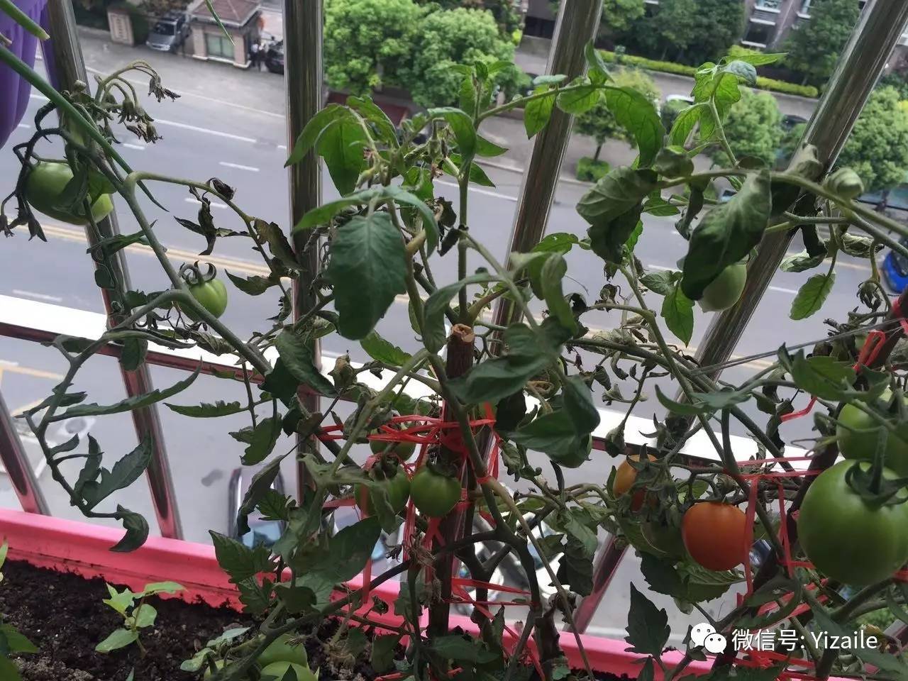 品茶细看好与志 树上花开二三枝打一肖，详细解答解释落实_uo916.05.24